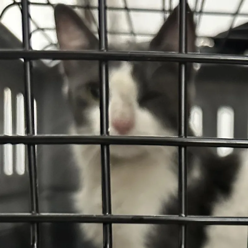 A young small-sized female White Domestic Short Hair cat named Blanche for adoption in Brooklyn, NY