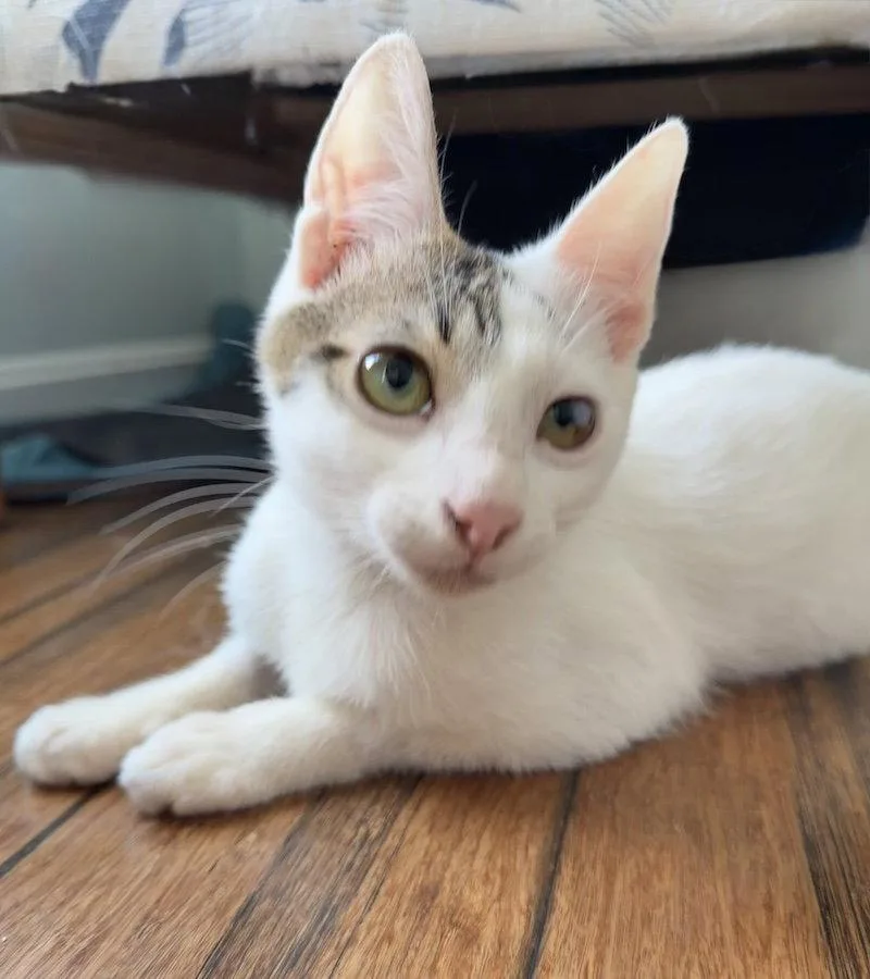 A young medium-sized male Domestic Short Hair cat named Ringo for adoption in Alexandria, VA