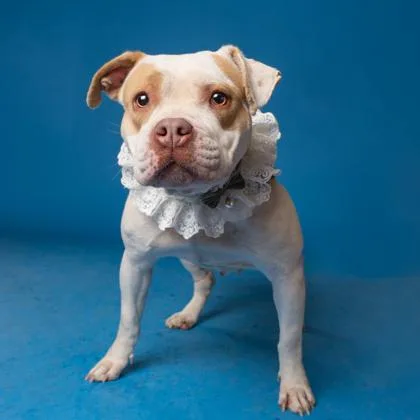 Poinsettia thumbnail 2