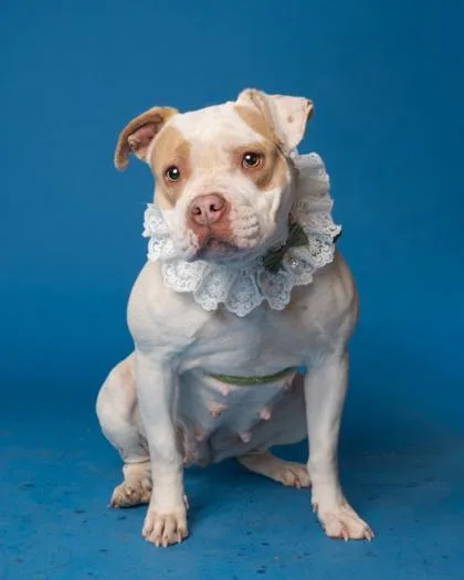 Poinsettia thumbnail 5