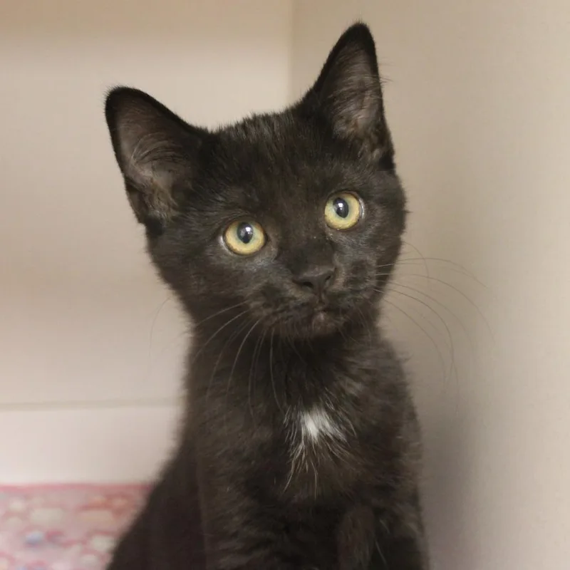 A baby small-sized female Domestic Short Hair cat named Triumph for adoption in Champaign, IL