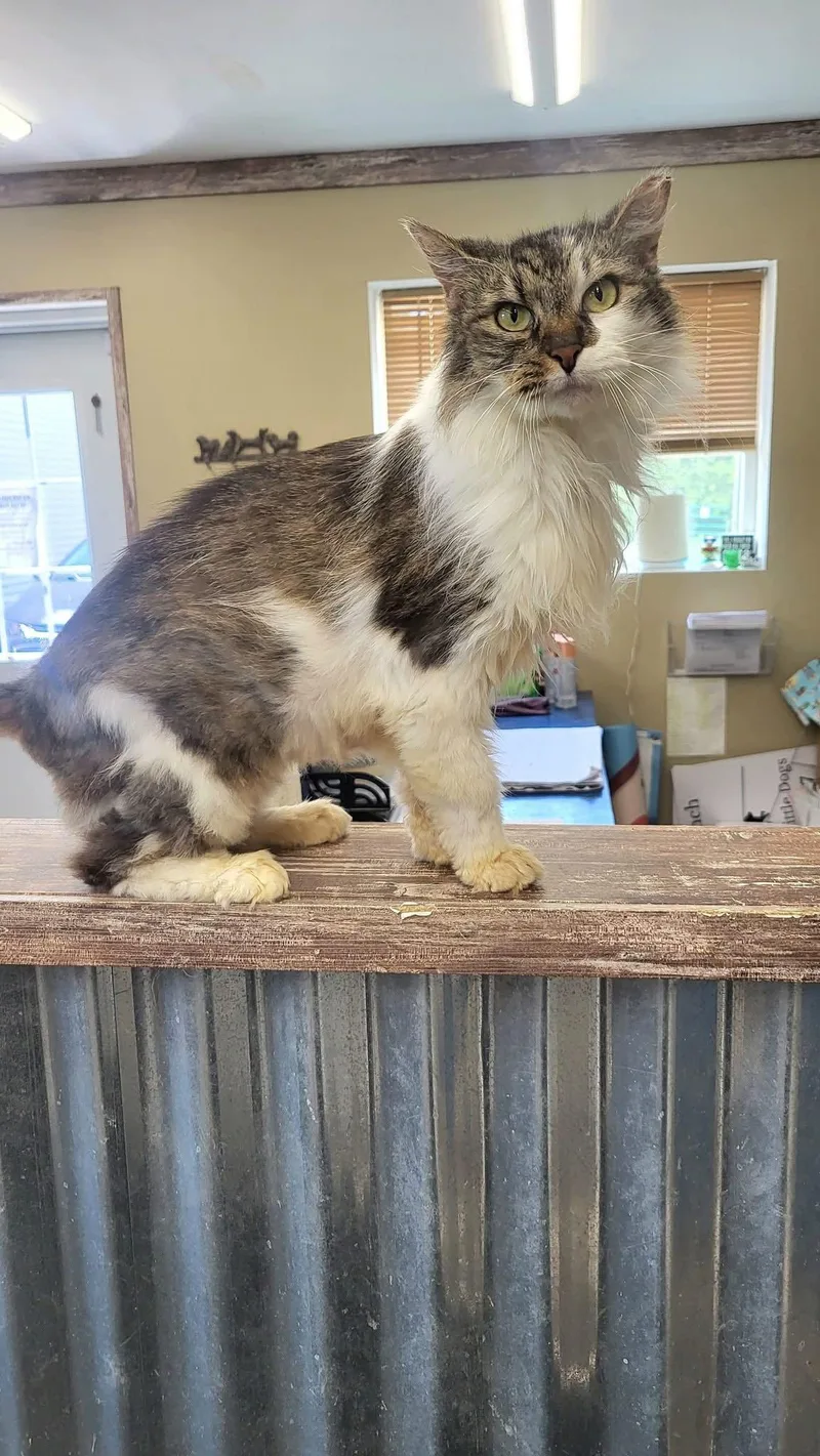 An adult small-sized female Domestic Medium Hair cat named Queen Sarabi for adoption in Germantown, OH