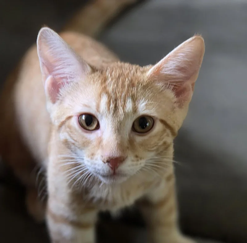 A baby medium-sized male Orange / Red Domestic Short Hair cat named Reno for adoption in Pittsboro, NC