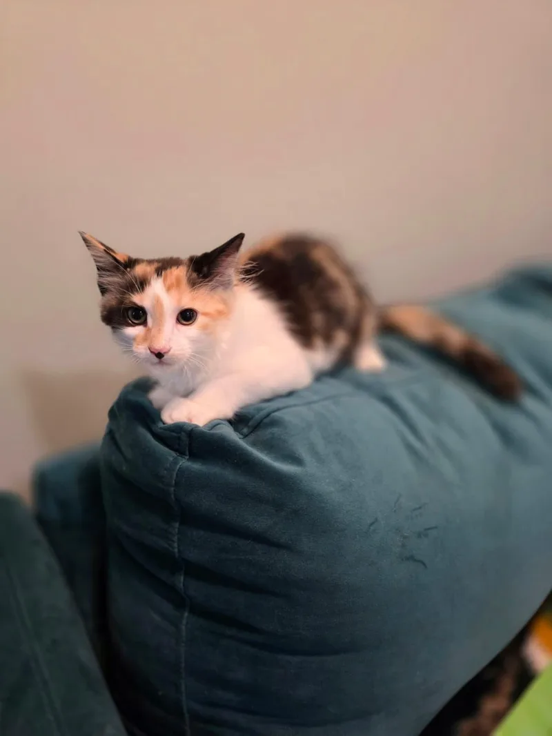 A baby medium-sized female Calico cat named Daisy for adoption in Chattanooga, TN