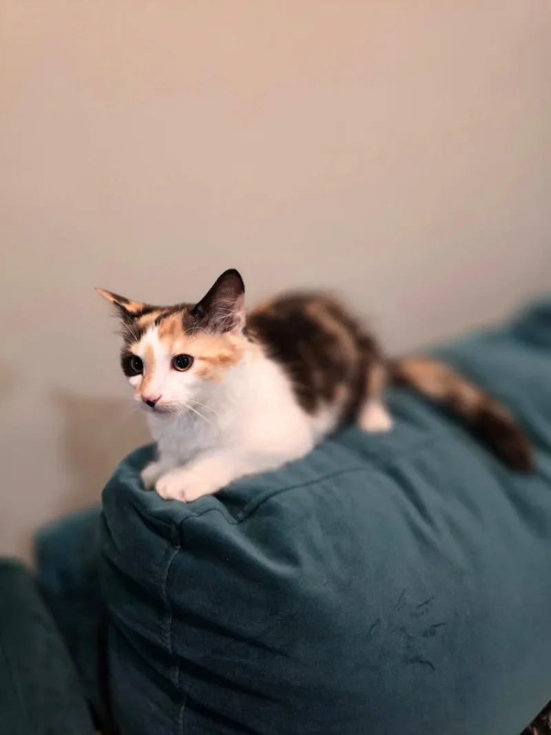 Daisy thumbnail 5