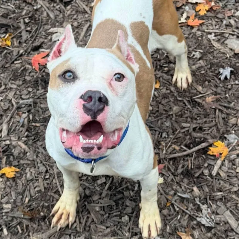 A young medium-sized female Terrier dog named Oogie for adoption in Warren, OH