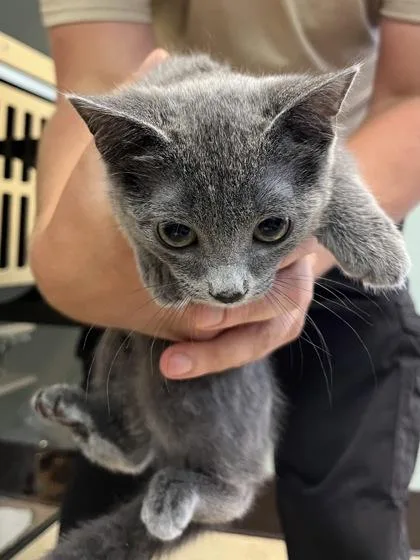 A baby small-sized female Domestic Short Hair cat named Buttercup $ for adoption in Seneca, SC