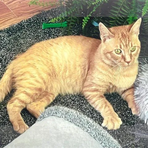 An adult large-sized male Domestic Short Hair cat named Tyson for adoption in Cumming, GA