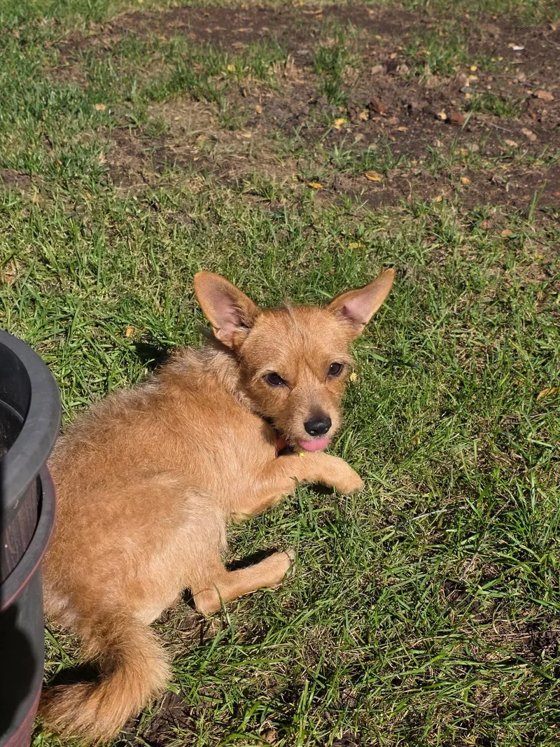 An adult small-sized male Chihuahua dog named Choa for adoption in Janesville, WI