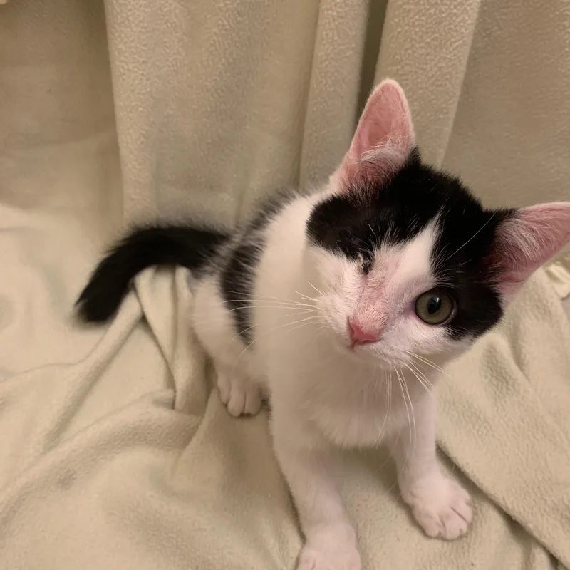 A baby small-sized male Domestic Short Hair cat named Pickles for adoption in Fruit Heights, UT