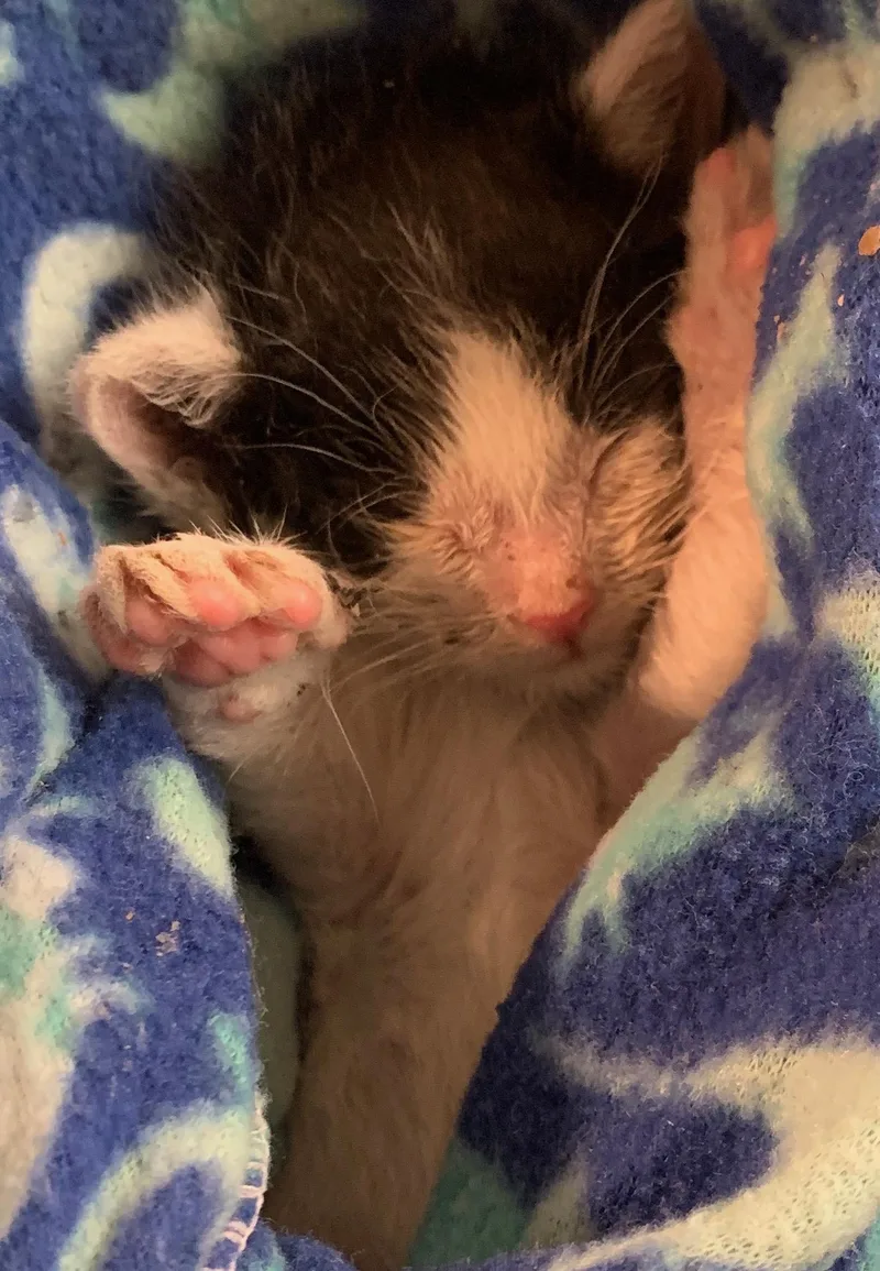 Pickles thumbnail 6