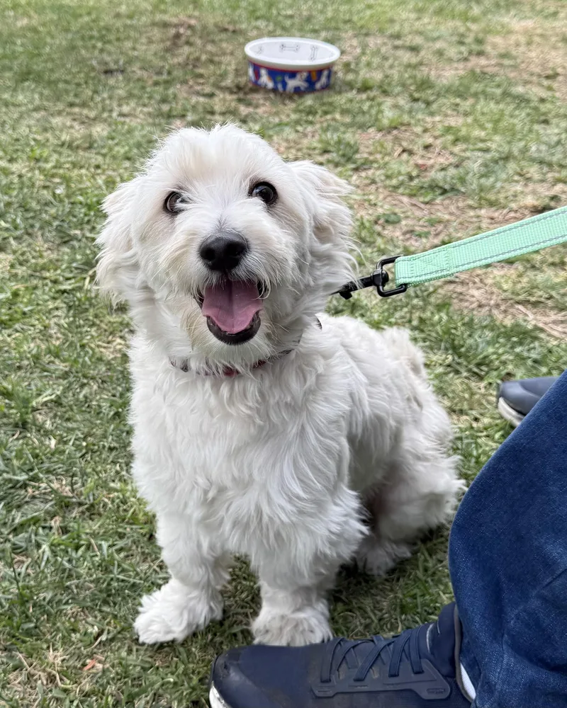 A young small-sized male White / Cream Miniature Poodle dog named Max for adoption in Glendale, CA