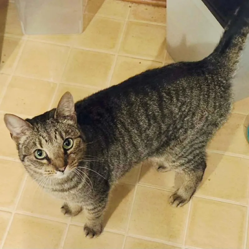 An adult small-sized female Brown / Chocolate Domestic Short Hair cat named Sunny for adoption in New Albany, OH