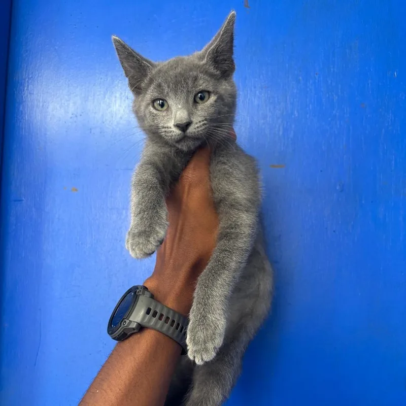 A baby small-sized female Gray / Blue / Silver Domestic Short Hair cat named Rocks for adoption in Wahiawa, HI