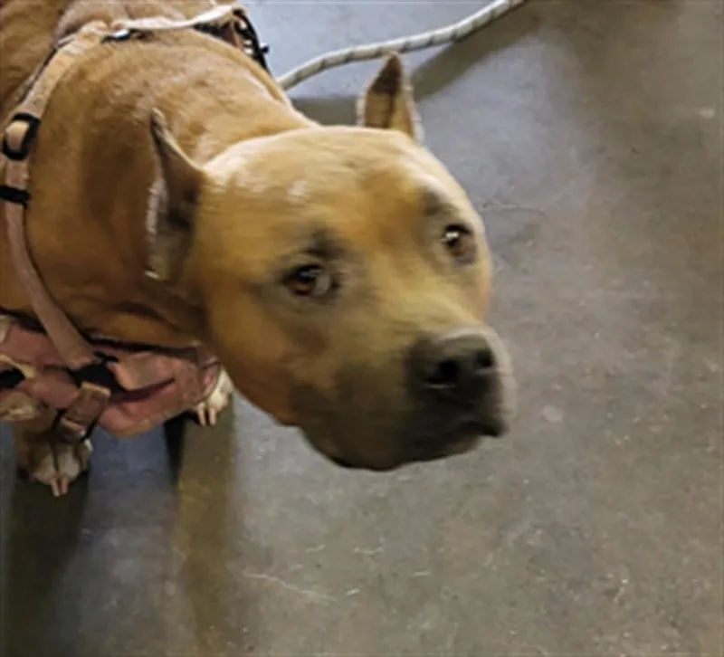 An adult medium-sized female Pit Bull Terrier dog named Ginger for adoption in Los Angeles, CA