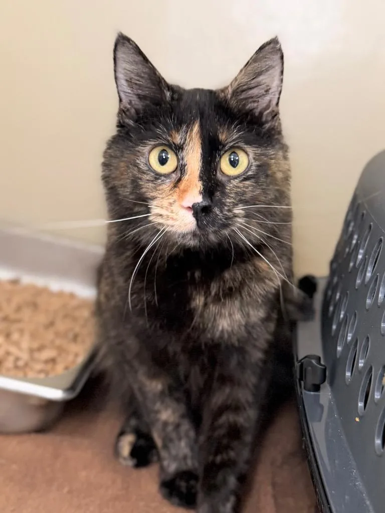 A young medium-sized female Domestic Short Hair cat named Salty for adoption in Menomonie, WI