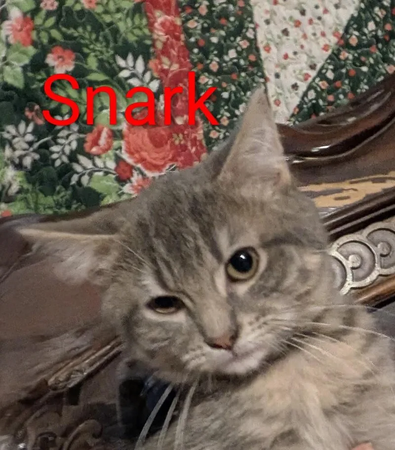 Gaylenes : Snark thumbnail 2