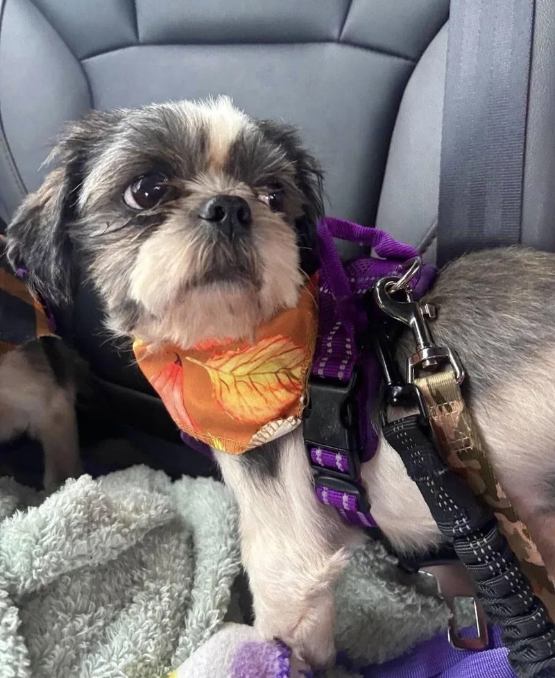A young small-sized male Shih Tzu dog named Bluey for adoption in Blackwood, NJ