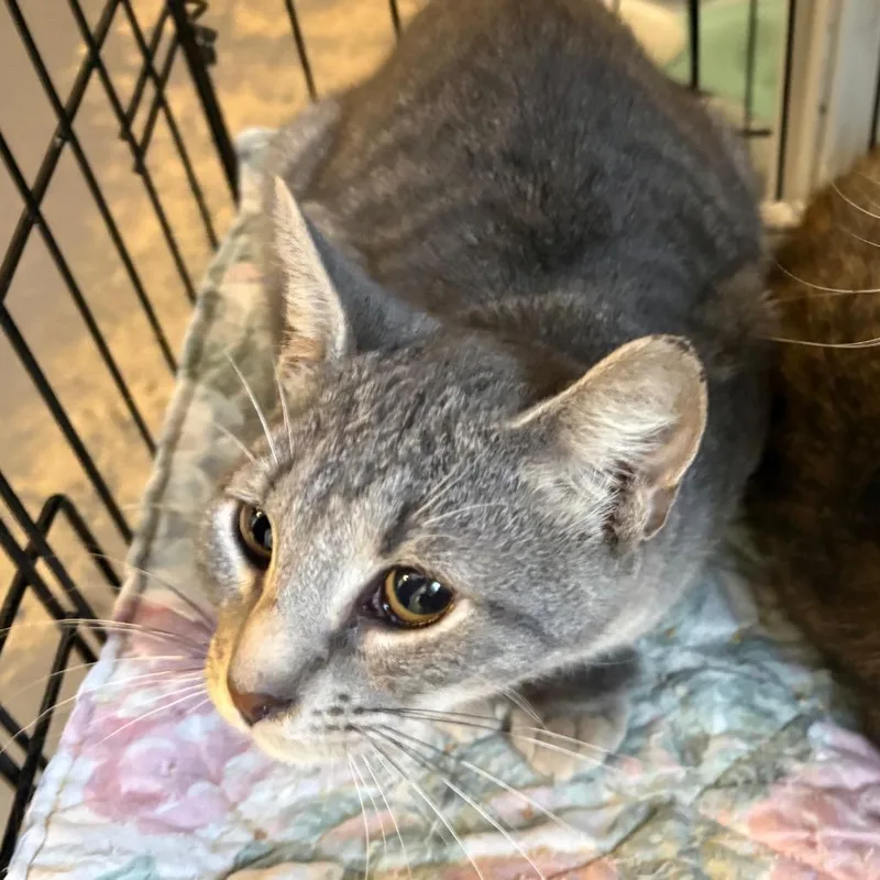 A baby medium-sized male Gray / Blue / Silver Domestic Short Hair cat named Silverado for adoption in Pennsville, NJ