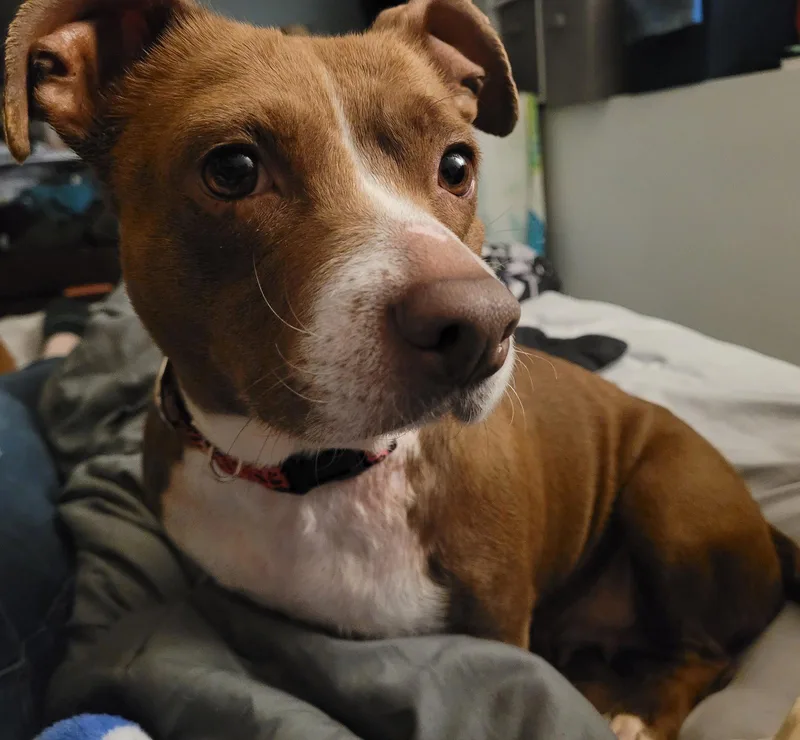 An adult medium-sized female Dachshund dog named Lucita for adoption in Brooklyn Center, MN