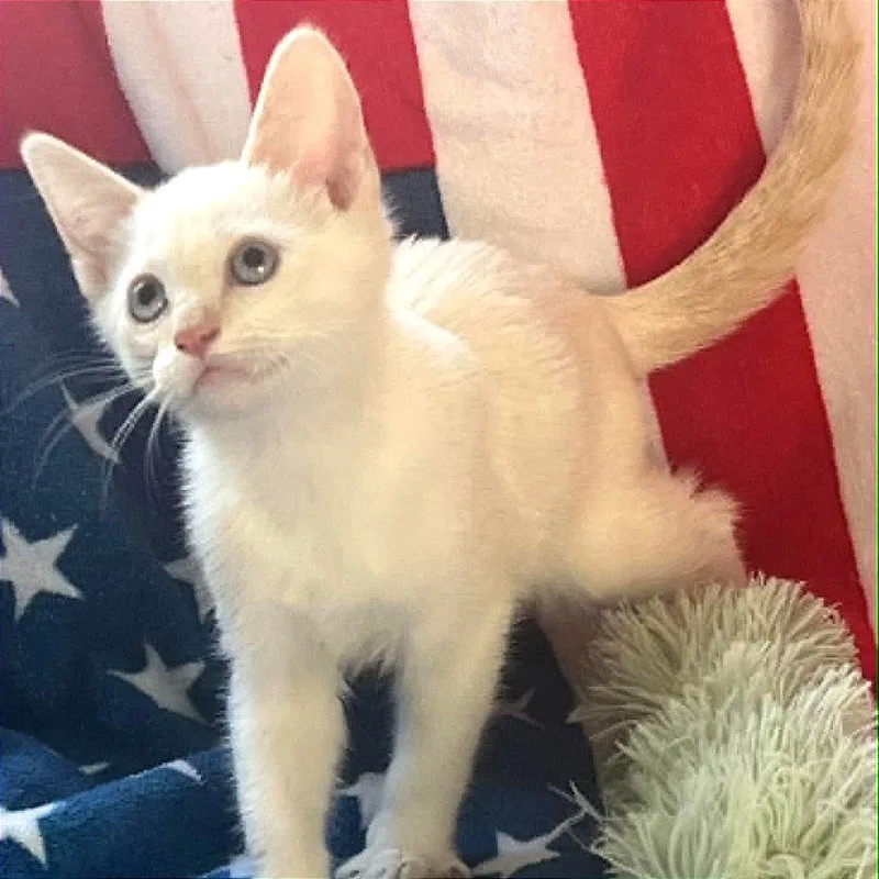 Artemis thumbnail 3