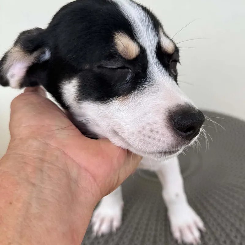 A baby small-sized female Havanese dog named Dottie for adoption in ISABELA, PR