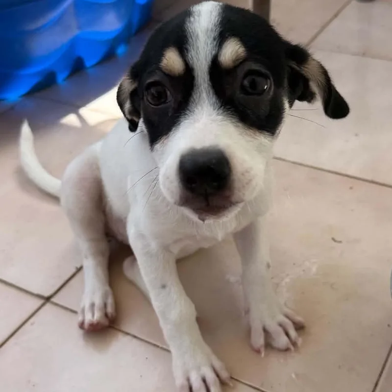Dottie thumbnail 4