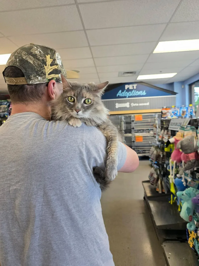An adult medium-sized female Gray / Blue / Silver Domestic Long Hair cat named Ms. Marie for adoption in Oak Ridge, TN