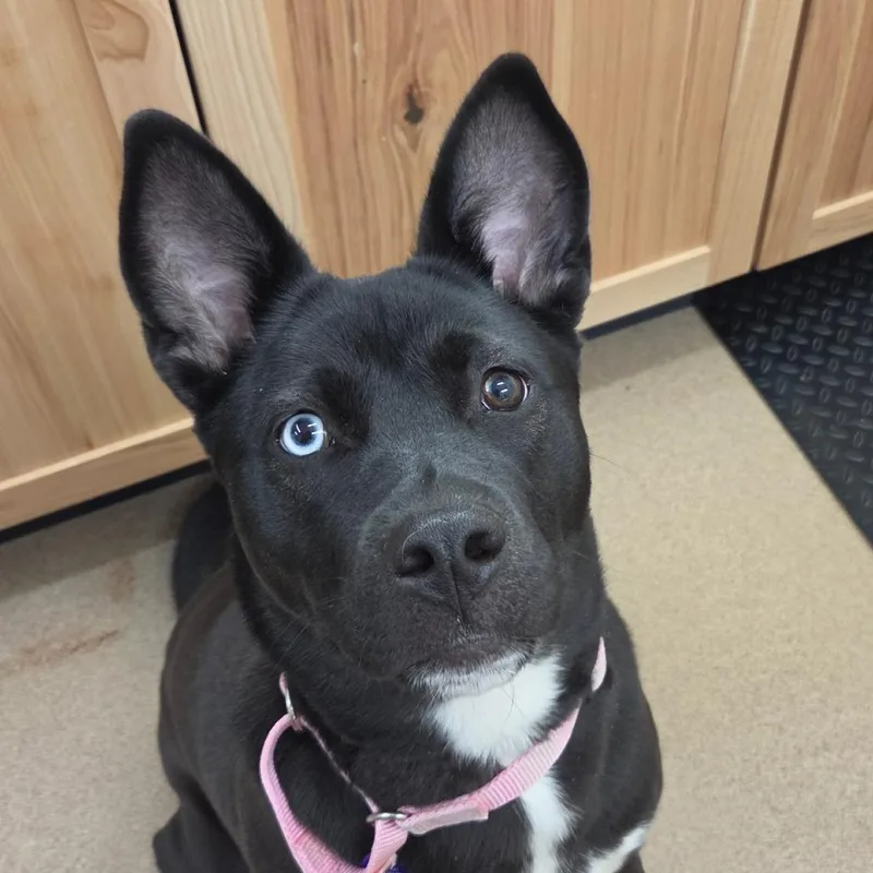 A young medium-sized female Black Husky dog named Annabelle for adoption in Zanesville, OH