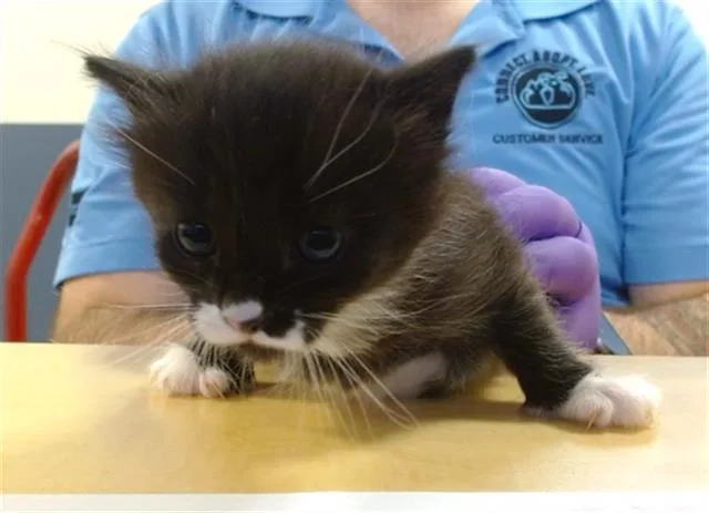A baby small-sized male Domestic Short Hair cat named Laurent for adoption in Miami, FL