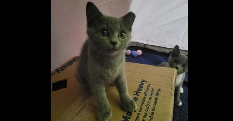 A baby small-sized female Gray / Blue / Silver Domestic Short Hair cat named Sage for adoption in Salisbury, NC