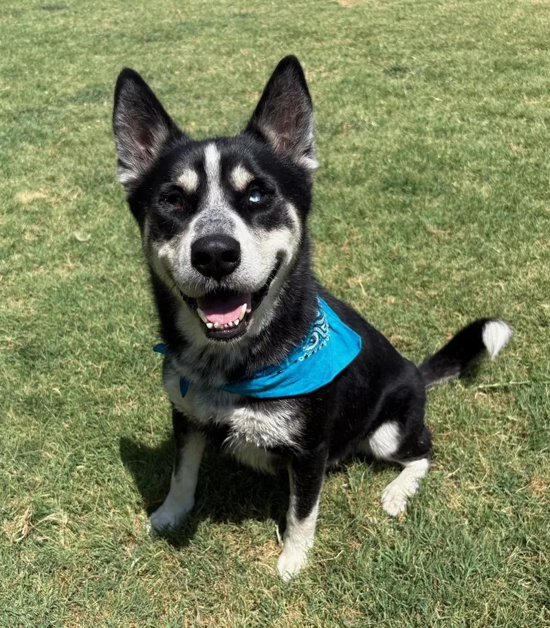 A young large-sized male Husky dog named Flynn for adoption in Lavon, TX