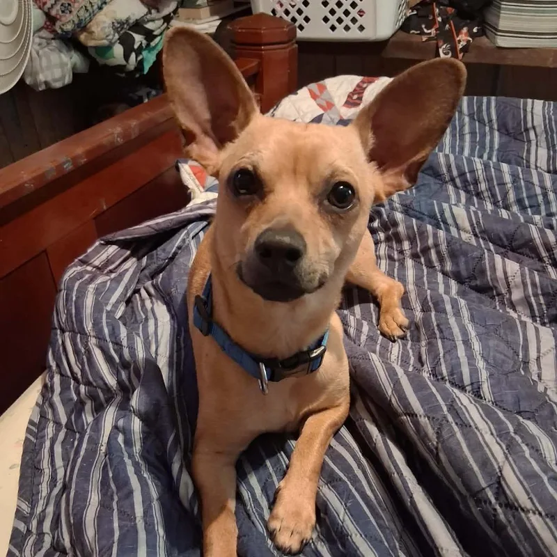 A young small-sized male Yellow / Tan / Blond / Fawn Chihuahua dog named Ollie for adoption in Pittsburg, KS