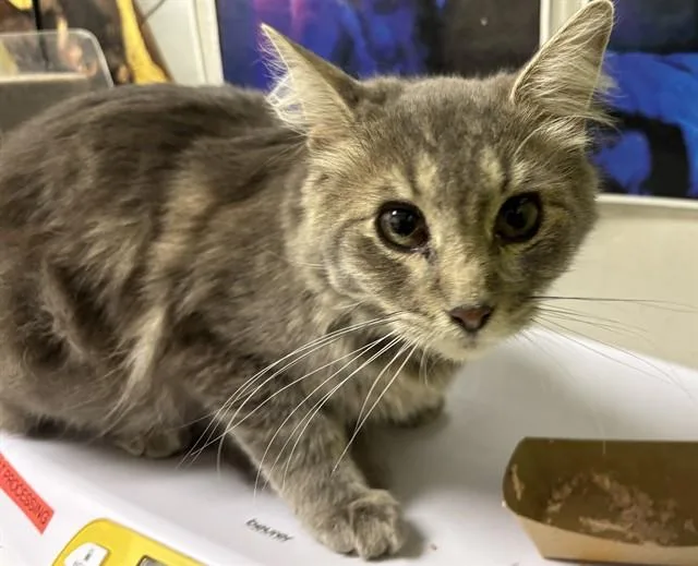 An adult small-sized male Domestic Short Hair cat named Henry for adoption in Pueblo, CO