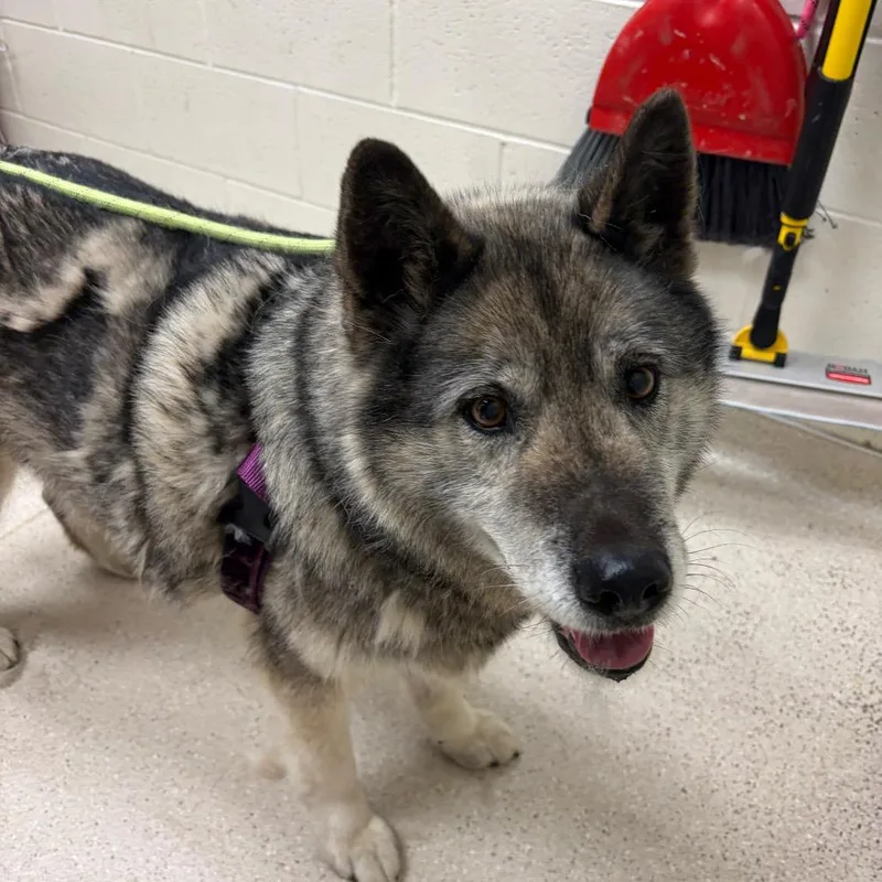 A senior large-sized female Gray / Blue / Silver Husky dog named Riley for adoption in Murray, UT