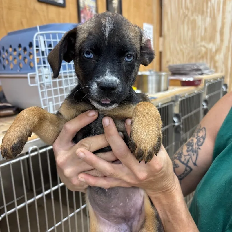 A baby small-sized female Black Mixed Breed dog named Minnow for adoption in Parrish, AL