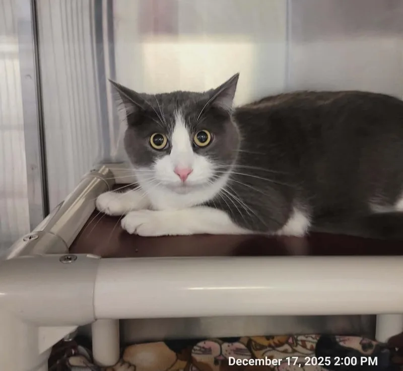 An adult medium-sized male Domestic Short Hair cat named Argus for adoption in Sunrise Beach, MO