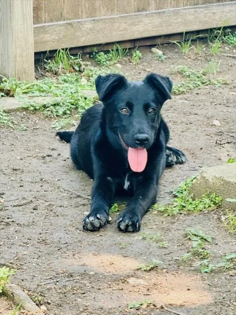 A young small-sized male Australian Shepherd dog named Astrophel for adoption in San Antonio, TX