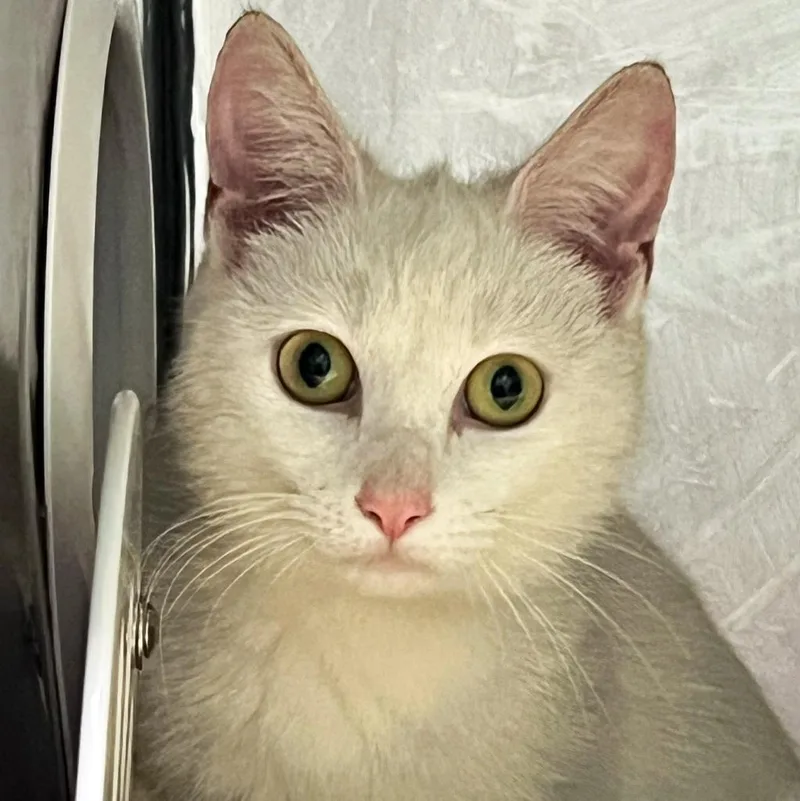 Cotton