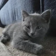 Penelope thumbnail 2