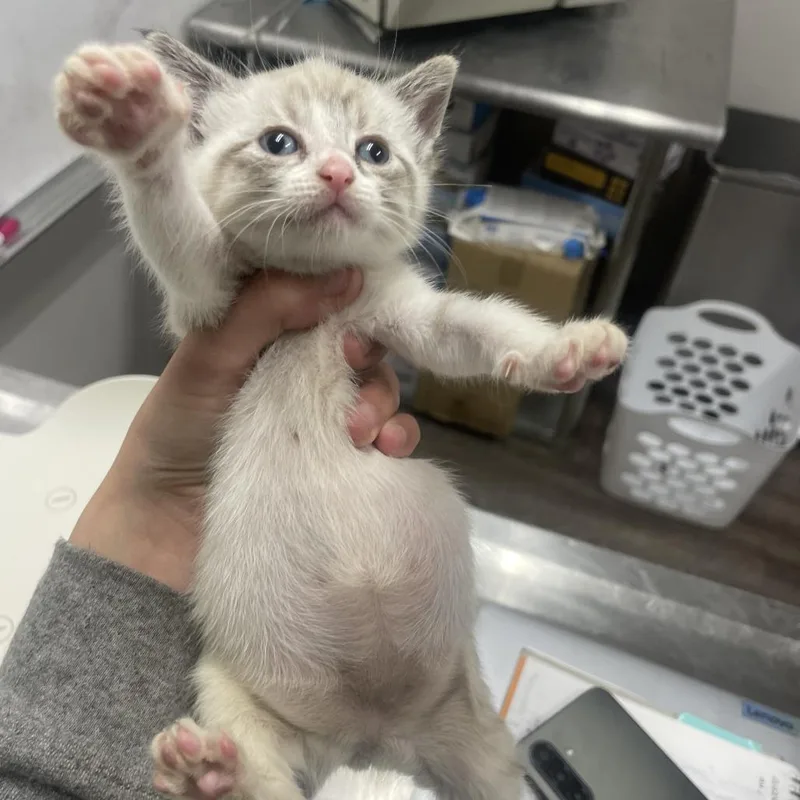A baby small-sized female Cream / Ivory Domestic Short Hair cat named Nyra for adoption in Wichita, KS