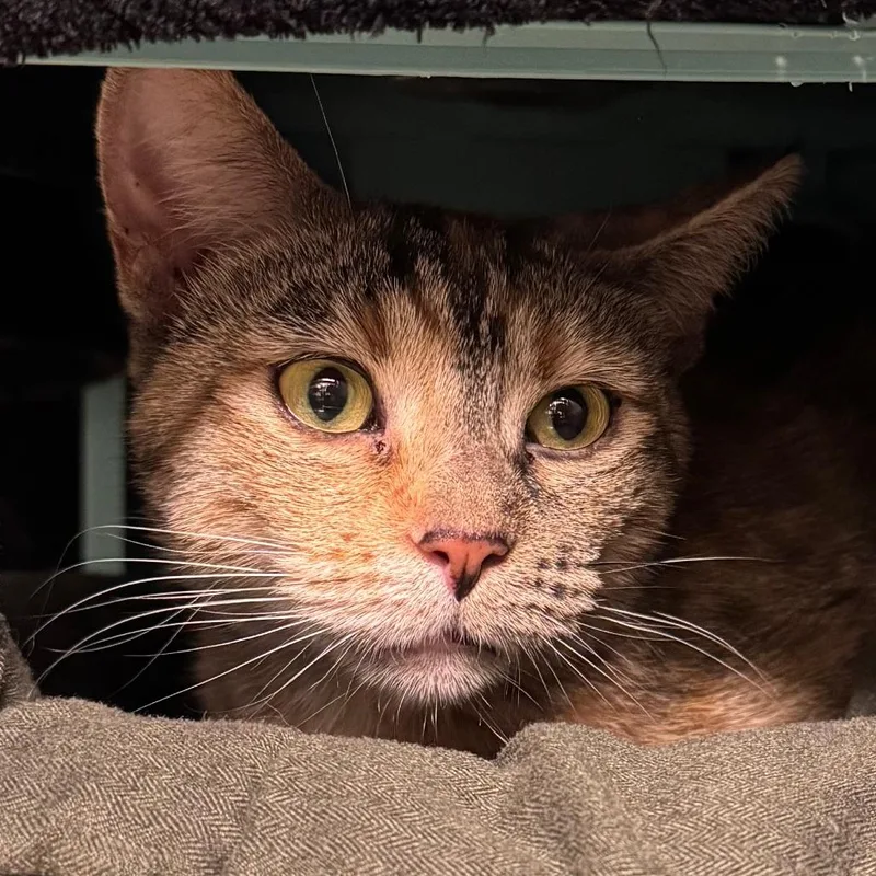 A young medium-sized female Brown / Chocolate American Shorthair cat named Arwen for adoption in Edwardsville, IL