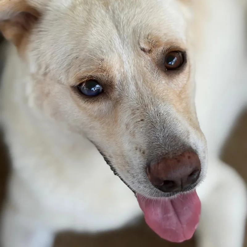 A young medium-sized male Yellow / Tan / Blond / Fawn Mixed Breed dog named Mark for adoption in Lake Jackson, TX