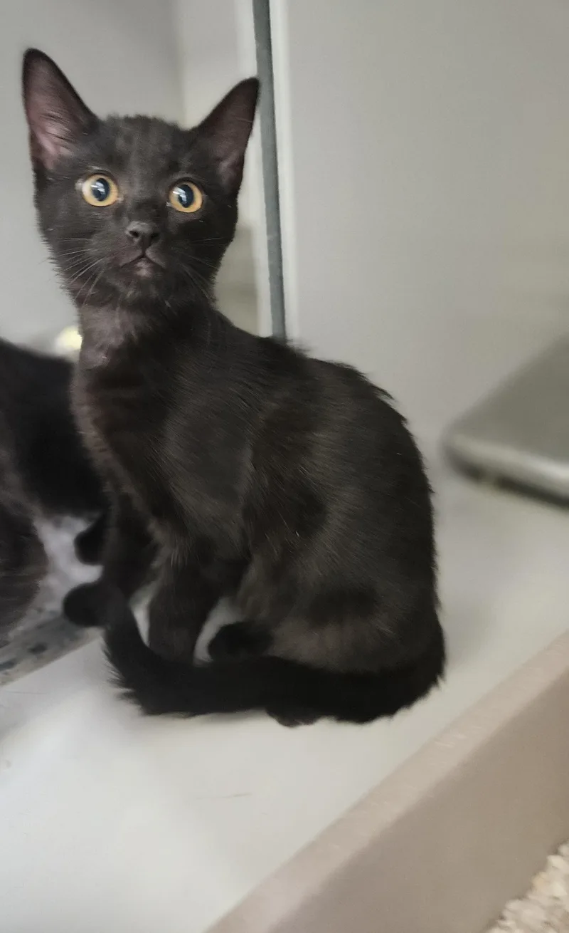 A young medium-sized female Black Domestic Short Hair cat named 61570650 for adoption in Elko, NV