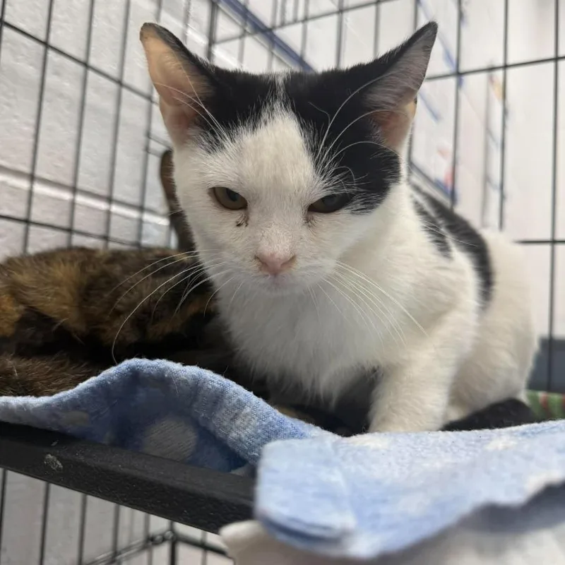 A baby small-sized male Domestic Short Hair cat named Moo for adoption in Rocky Mount, VA