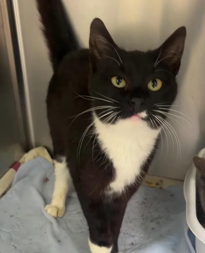 A baby medium-sized female Domestic Short Hair cat named Willow for adoption in Pomona, NY