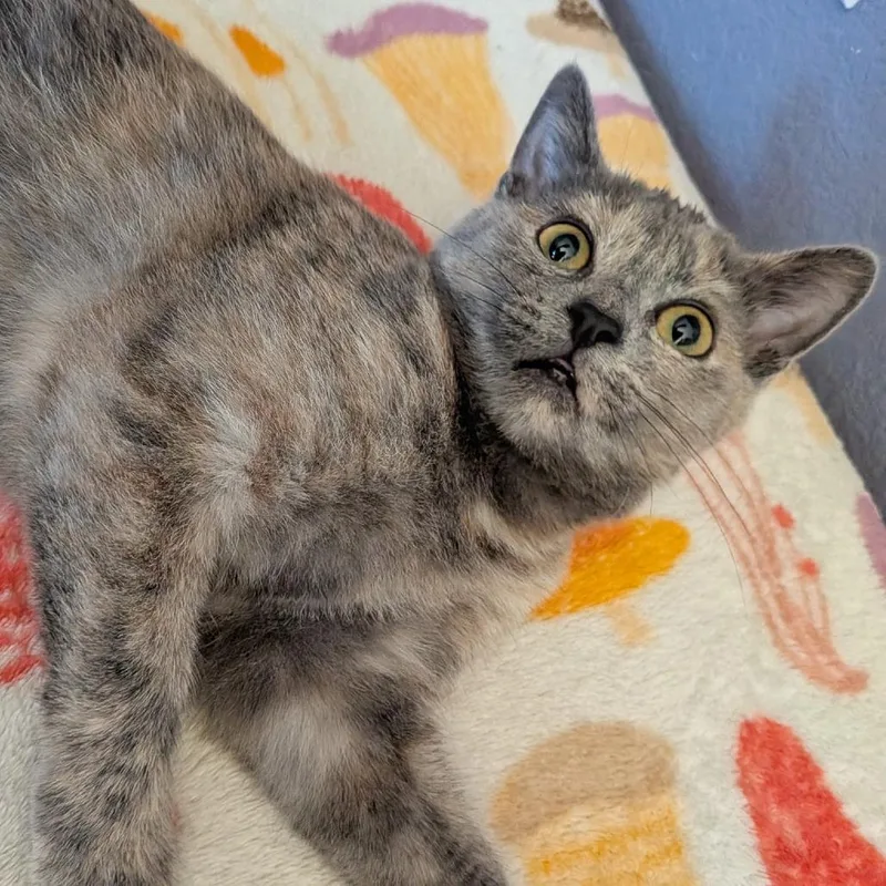 A baby small-sized female Tortoiseshell Domestic Short Hair cat named Bubbles for adoption in Temecula, CA
