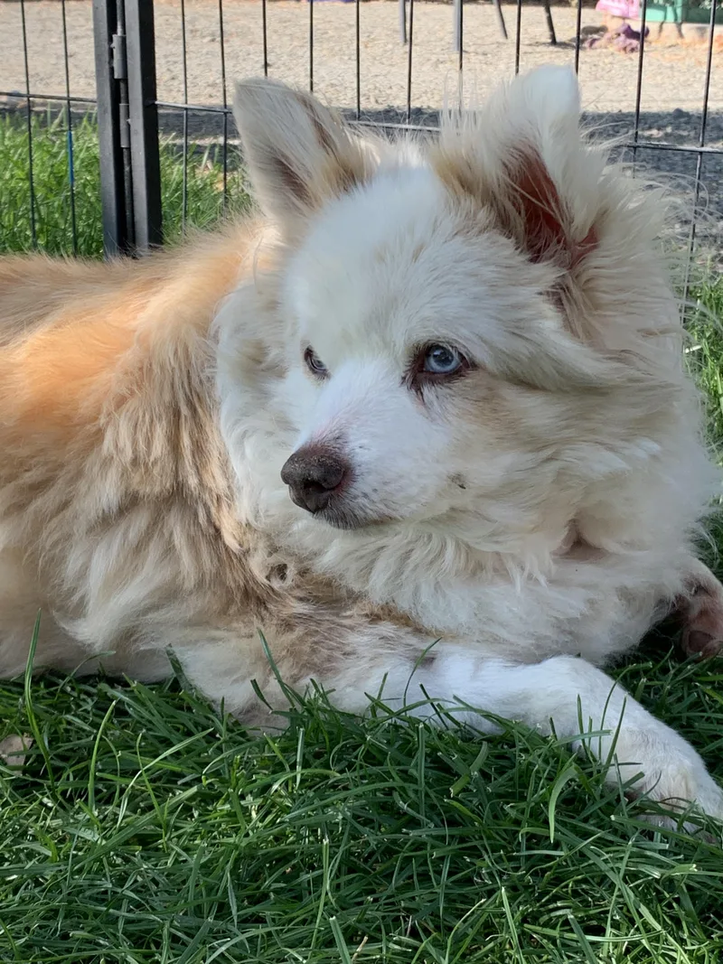 A senior small-sized female Australian Cattle Dog / Blue Heeler dog named Bonnie for adoption in Selah, WA