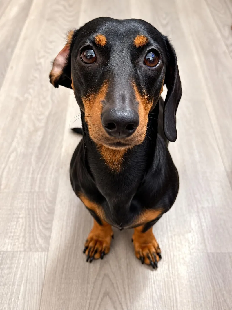 Cleo thumbnail 2