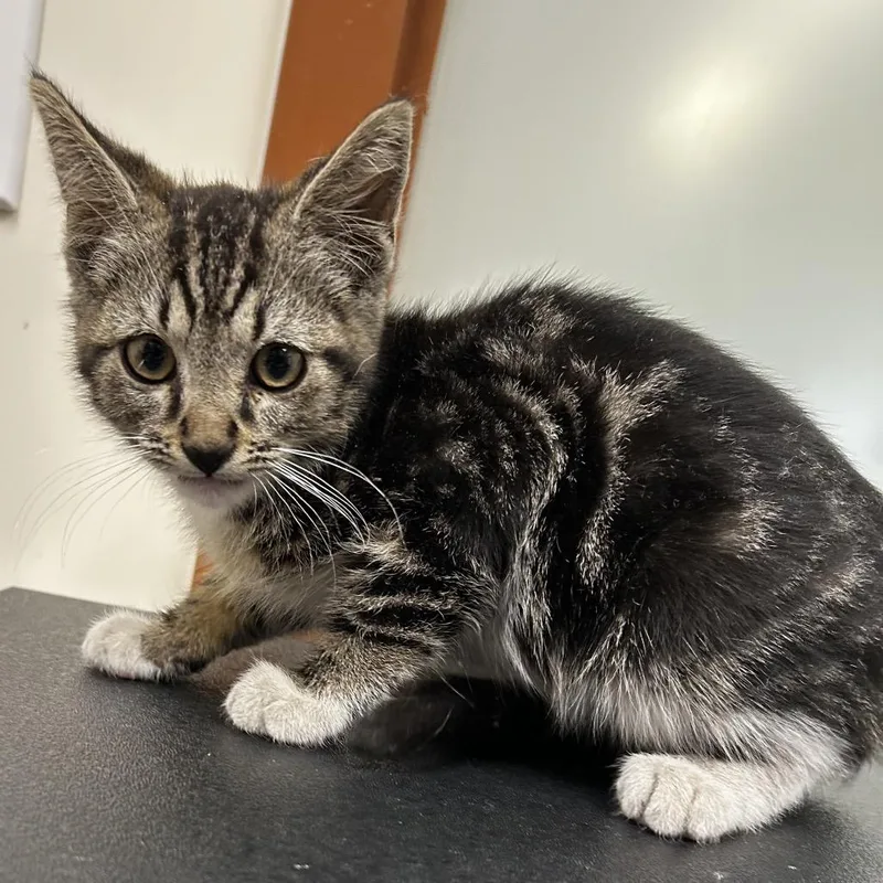 A baby small-sized male Black Domestic Short Hair cat named Zane for adoption in Upland, CA